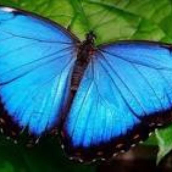 mariposa3azul